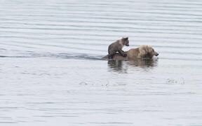 Bear Cub Rides Across River in Style - Animals - VIDEOTIME.COM