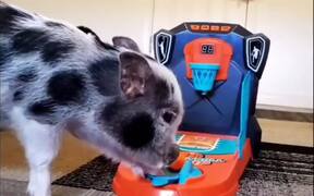 Crispy the Piglet Drains Toy Basketball Shot - Animals - VIDEOTIME.COM