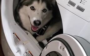 Husky Doesn't Want to Get Out of the Dryer