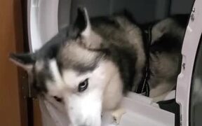 Husky Doesn't Want to Get Out of the Dryer