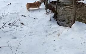 Corgi  Accidentally Doing a Polar Bear Plunge - Animals - VIDEOTIME.COM