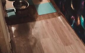 Dog Backs Up for Breakfast - Animals - VIDEOTIME.COM