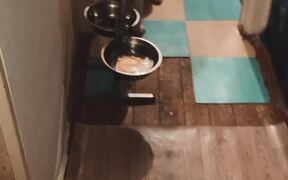 Dog Backs Up for Breakfast