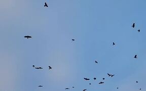 Crows Coming and Going - Animals - VIDEOTIME.COM