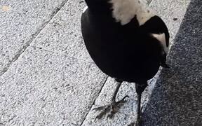 Magpie Makes Some Music - Animals - VIDEOTIME.COM