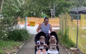 Puppy Gets a Ride in Child's Stroller