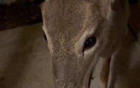Hand-Feeding Herd of Deer - Animals - VIDEOTIME.COM