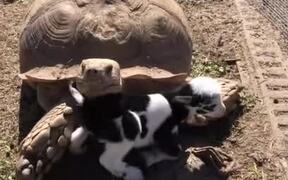 Uncle Ike, the Tortoise, Loves Newborn Goat - Animals - VIDEOTIME.COM