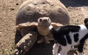 Uncle Ike, the Tortoise, Loves Newborn Goat