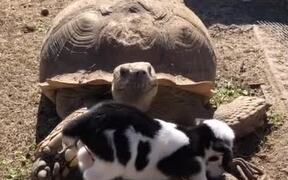 Uncle Ike, the Tortoise, Loves Newborn Goat - Animals - VIDEOTIME.COM