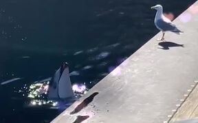 Dolphin Teasing a Seagull with a Fish