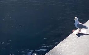 Dolphin Teasing a Seagull with a Fish - Animals - VIDEOTIME.COM