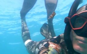 Free Diver Doing Training Finds Tiny Animal - Animals - VIDEOTIME.COM