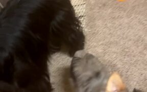 Surprised Pup Stands-Up - Animals - VIDEOTIME.COM