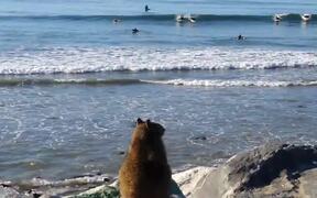 Fat Squirrel Watches Surfers in California