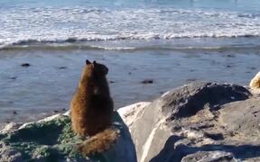 Fat Squirrel Watches Surfers in California - Animals - VIDEOTIME.COM