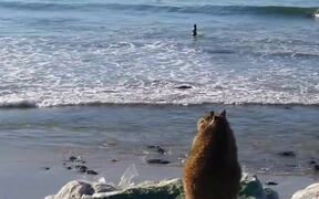 Fat Squirrel Watches Surfers in California - Animals - VIDEOTIME.COM
