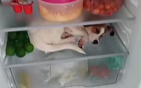 Dog Wants to Sleep in Fridge When it Gets Hot - Animals - VIDEOTIME.COM