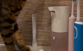 Clever Kitty Discovers Automated Soap Dispenser - Animals - VIDEOTIME.COM