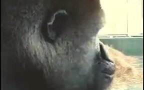 Harambe Eat An Apple - Animals - VIDEOTIME.COM