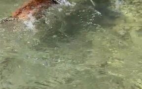 Boxer Puppy Swims for the First Time - Animals - VIDEOTIME.COM