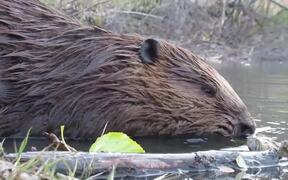 Close-Up Footage of Beavers Eating in a Pond - Animals - VIDEOTIME.COM