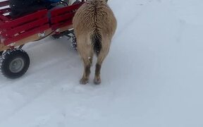 Goat Pulls a Wagon in the Snow