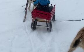 Goat Pulls a Wagon in the Snow - Animals - VIDEOTIME.COM