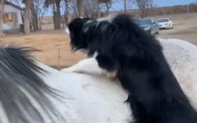 Dog is Ready for Horseback Ride