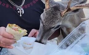 Florida Buck Helps Himself to Some Dinner - Animals - VIDEOTIME.COM