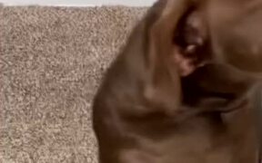 Treats Can't Tempt Puppy into Bathing - Animals - VIDEOTIME.COM