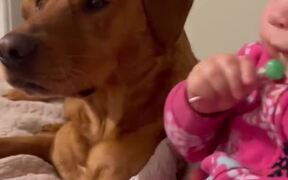 Baby Shares Lollipop with her Dog Friends - Animals - VIDEOTIME.COM