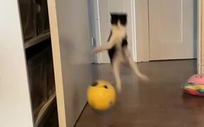 Cat Hopping on Back Legs and Chases Ball - Animals - VIDEOTIME.COM