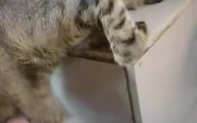 Give this Cat an Oscar - Animals - VIDEOTIME.COM