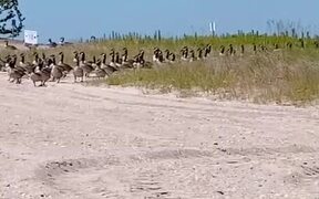 Geese Take Over Beach to Go for a Swim - Animals - VIDEOTIME.COM