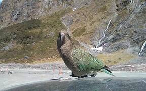 New Zealand Kea Destroys Rental Car