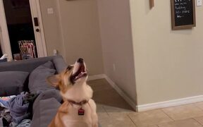 Cute Corgi Plays Balloon Ball - Animals - VIDEOTIME.COM
