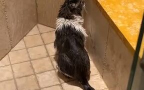 Cat Named Shiba in the Shower