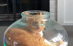 Contortionist Cat Squeezes into Tight Space - Animals - VIDEOTIME.COM