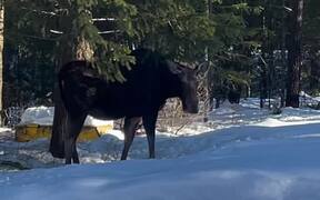 Nossi the Nosey Moose - Animals - VIDEOTIME.COM