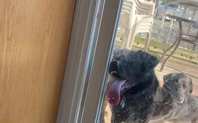 Doggo Loves to Lick Glass Door - Animals - VIDEOTIME.COM