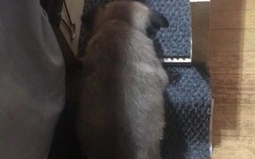 Adorable Puppy has Her Own Bed Ramp