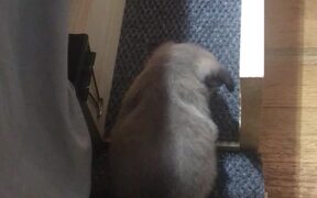 Adorable Puppy has Her Own Bed Ramp - Animals - VIDEOTIME.COM