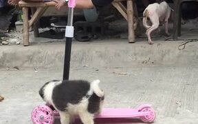 Puppy Rides Along on Scooter