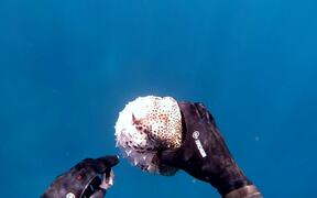 Diver Gives Fish a Helping Hand