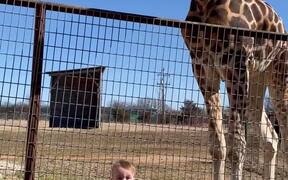 Curious Giraffe Gives Kiddo Kisses