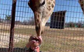 Curious Giraffe Gives Kiddo Kisses