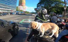 Perfectly Balanced Puppy Rides on Scooter - Animals - VIDEOTIME.COM