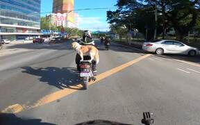 Perfectly Balanced Puppy Rides on Scooter