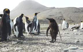 Muddy Penguin Chick Has a Bad Hair Day - Animals - VIDEOTIME.COM